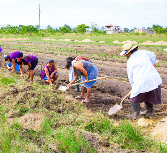 Women workers tending to field