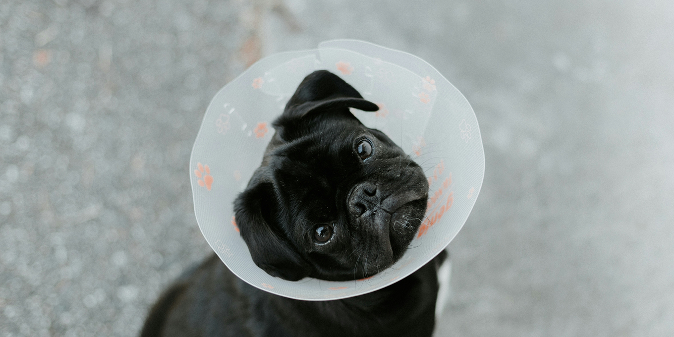 Black pug puppy wearing a lampshade collar