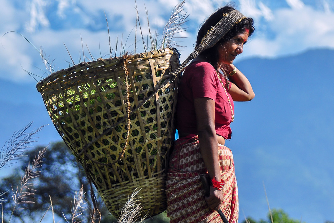Woman in traditional clothing carrying a large woven basket on her back, set against a backdrop of lush green fields and distant mountains